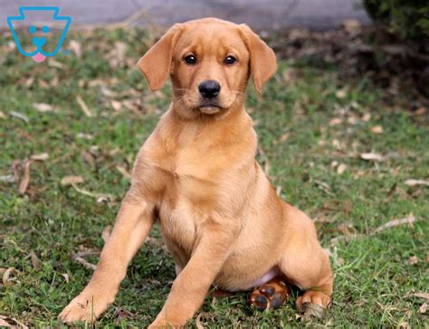 All of our labs are eic/cnm/pra and dilute tested. Chloe | Labrador Retriever - Fox Red Puppy For Sale ...