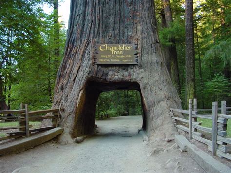 Redwoods Northern Calif Cool Places To Visit Great Places Places To