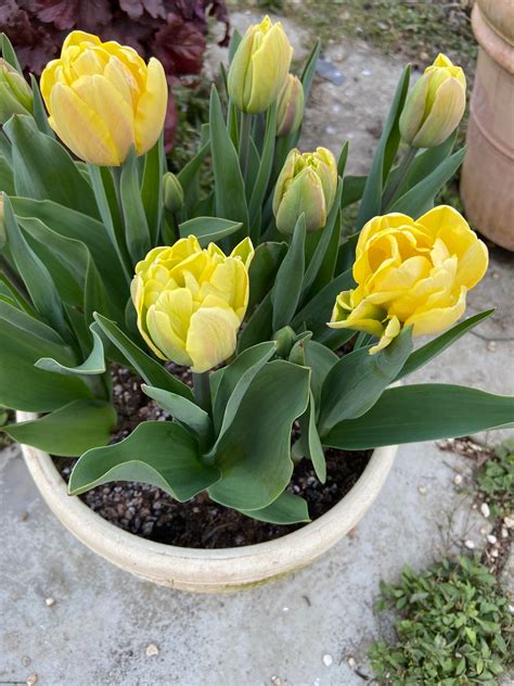 Top Tulips This Years 5 Best Tulips And Combinations Blooming Lucky