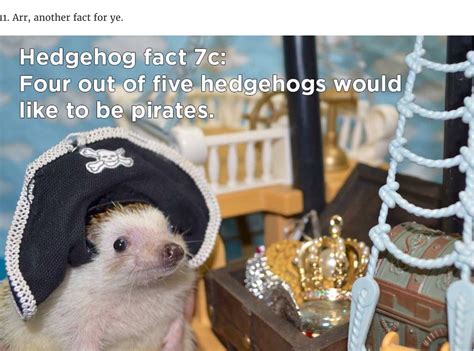 Hedgehog fact 7d: Four out of five hedgehogs told told The 