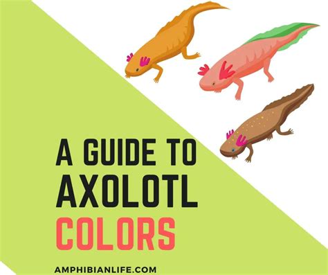 Do Axolotls Have Many Colors And Why So Many Amphibian Life