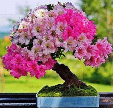 Cherry Blossom Bonsai Care Instructions XciteFun Net