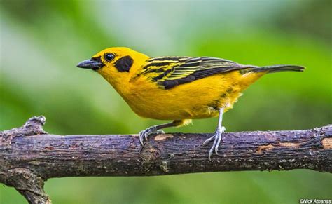 Photo Gallery Tanagers Part Iii Most Beautiful Birds Beautiful