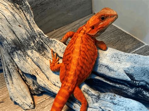 Wondering What Type Of Bearded Dragon You Have There Are Several