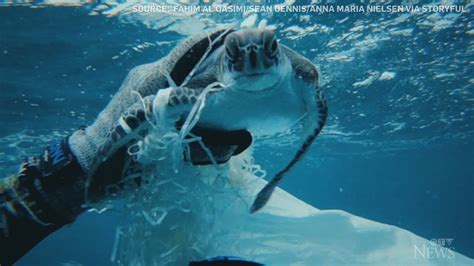Caught on cam: Divers rescue sea turtle tangled in plastic - YouTube