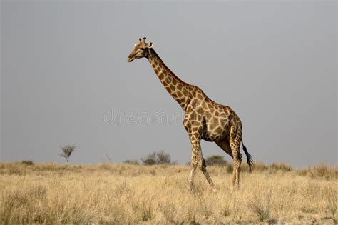 Giraffe Giraffa Camelopardalis Stock Photo Image Of Steppe Lanky