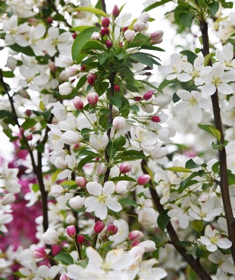 Donald Wyman Flowering Crabapple Bower And Branch