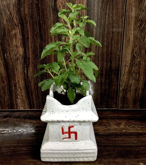 Tulsi Plant In 4 Inches Swastik Ceramic Pot Small