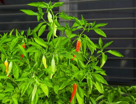Chili Pepper Plant In Green House During Winter Stock