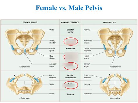 Male Vs Female Pelvis Diagram Quizlet