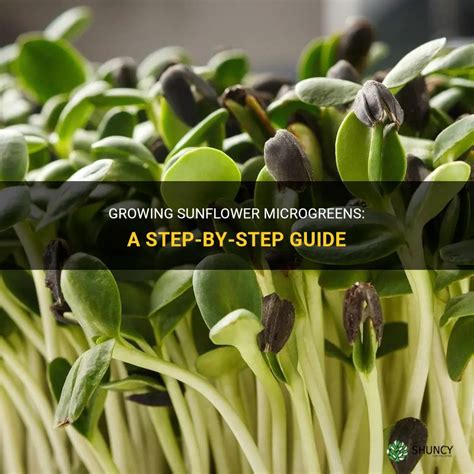 Growing Sunflower Microgreens A Step By Step Guide Shuncy