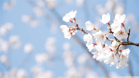 Download Cherry Blossom And Blue Sky Wallpaper 1920x1080 Wallpoper