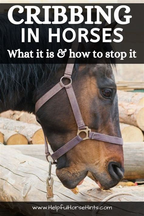 Cribbing In Horses What It Is And How To Stop It Helpful Horse Hints