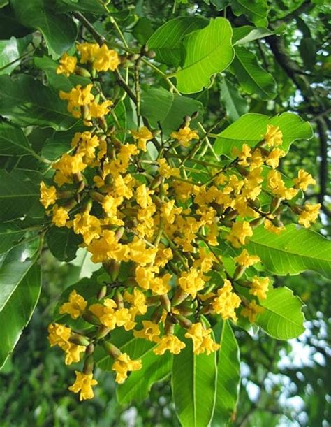 M Tech Gardens Rare Pterocarpus Marsupium Indian Kino Tree 10 Seeds For