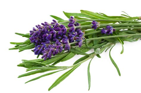 Lavender Stock Image Image Of Blooms Flowers Fresh 35087227
