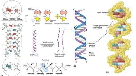 Dna Definition Structure Properties Types Functions