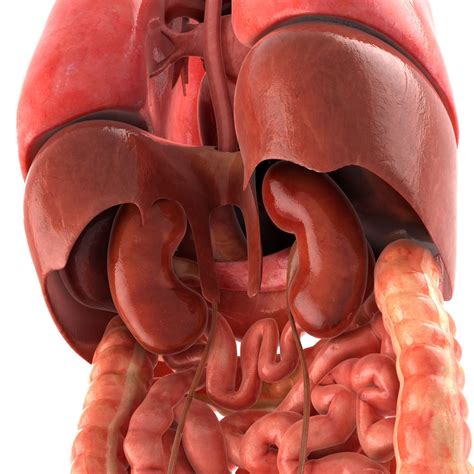 Internal Organs D Model Ad Internalorgansmodel Human Vrogue Co