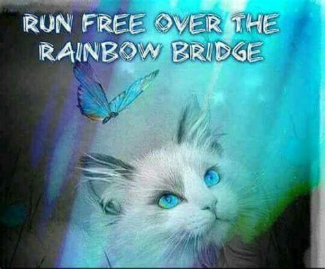 Until We Meet Again Rainbow Bridge Cat Rainbow Bridge Cat Heaven