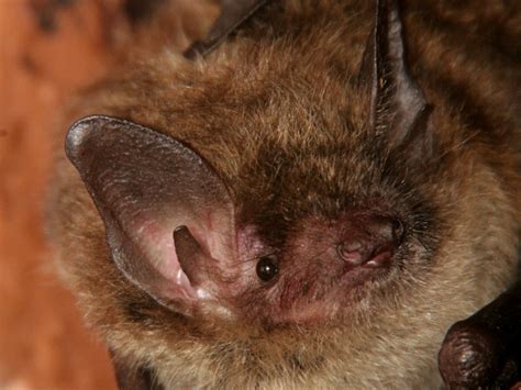 Bat Anatomy Bat Facts And Information