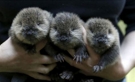 30 Lovable Baby Beavers To Celebrate International Beaver Day