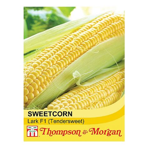 Thompson And Morgan Award Of Garden Merit Sweet Corn Ovation F1 Hybrid