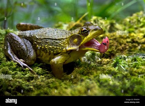 Frog Catching Flies With Mouth Open Close Up Stock Photo Alamy
