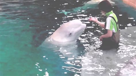 noc beluga whale mimicking human speech comments enabled youtube