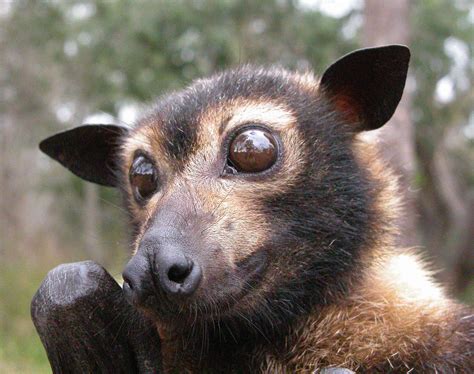 Threatenedthursday Spectacled Flying Fox The Foundation For