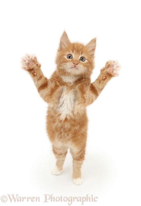 Ginger Kitten Standing Up And Reaching Out Photo Wp25174
