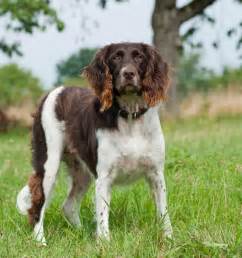 As such, some amateur breeders/people breed from a dam far too often, so they can make a quick profit without caring for the welfare of the puppies, their dam or the breed in general. Small Munsterlander Info, Temperament, Puppies, Pictures