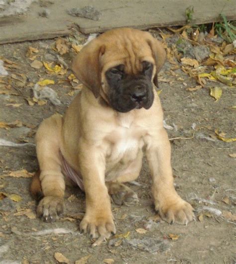 Boxer Mastiff Mix Puppies Images Animals Pinterest