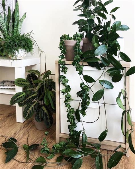 Green plants on the windowsill in winter. Pin on Indoor Plant Inspiration