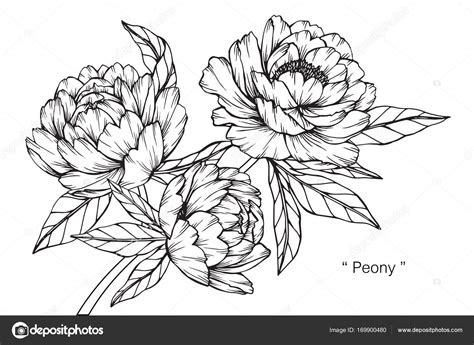 Peony Flower Drawing Sketch Black White Line Art Stock Vector Image By