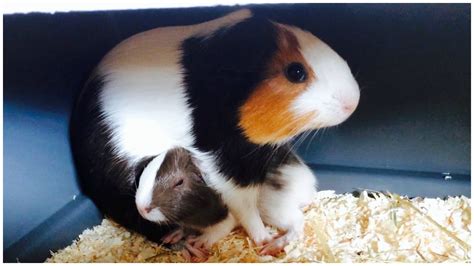 Pregnant Guinea Pig Behavior | atelier-yuwa.ciao.jp