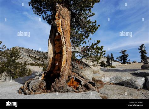 Jeffrey Pine Tree Pinus Jeffreyi Growing In Granite Yosemite