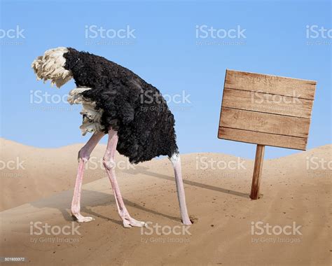 Scared Ostrich Burying Head In Sand Near Blank Wooden Signboard Stock