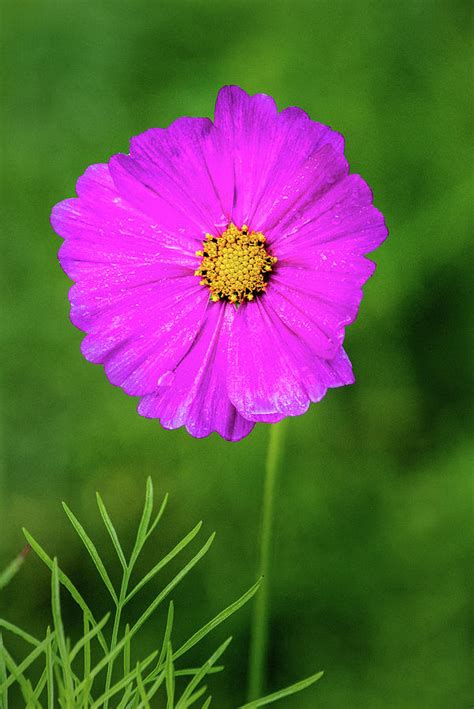 Purple Cosmos Flower Photograph By Don Johnson