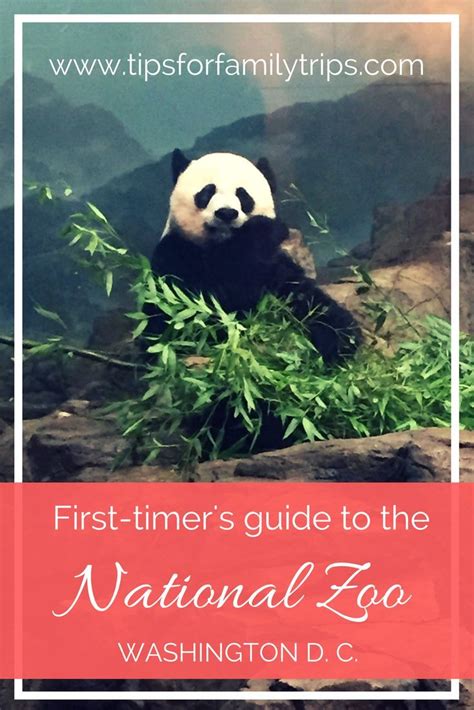 A First Timers Guide To The National Zoo In Washington Dc