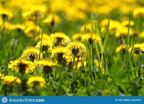 Dandelions In Grass Meadow Stock Image Image Of Head 142170865