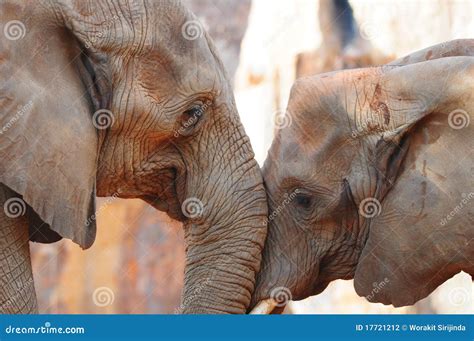 Elephant In Love Stock Photography Image 17721212