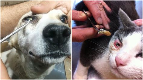 Botfly Larvae Removal From Puppieskittens Eyes To Save Her Sight