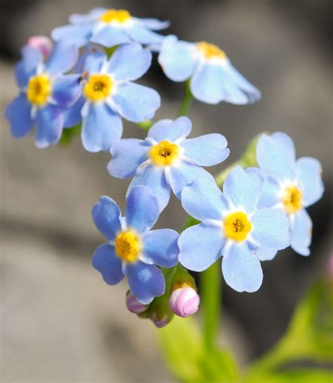 How To Plant Grow And Care For Forget Me Not Flowers Martha Stewart