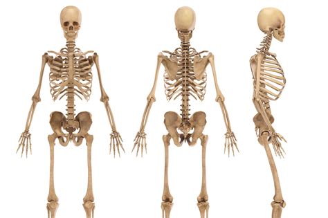Different Bones In Human Body