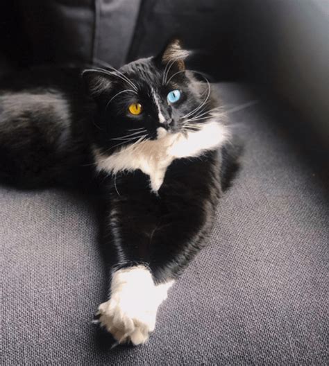 Meet Bowie The Tuxedo Cat A Cool Cat With Even Cooler Eyes Cattitude Daily