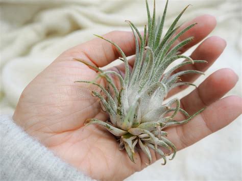 Qui l'augel da pianta in pianta (aci) · emmanuelle haïm · le concert d'astrée. Mano Che Tiene Una Pianta Di Aria Di Ionantha Di Tillandsia Fotografia Stock - Immagine di ...