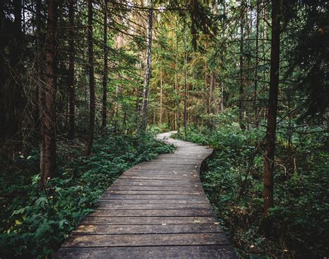 Wood Nature Walking Dark Plantskydd Canada Plantskydd Canada