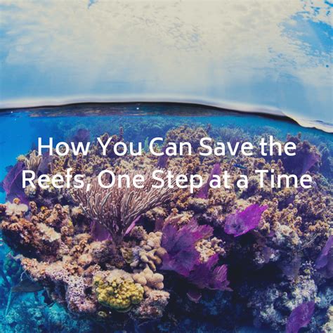 How You Can Save The Reefs One Step At A Time Alexandria Baker