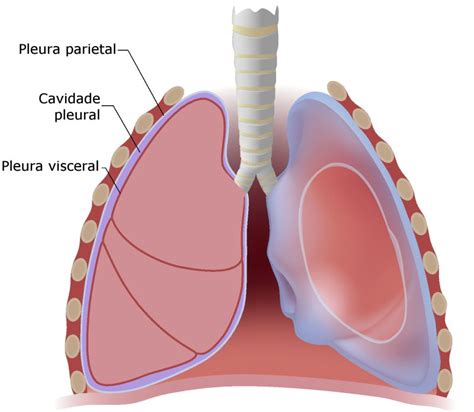 Pleura Anatomia Humana Infoescola
