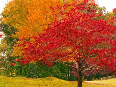 Orange Fall Trees Orange And Red Fall Tree Leaves Autumn Trees Red