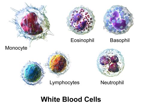 Difference Between Red Blood Cell And White Blood Cell Compare The